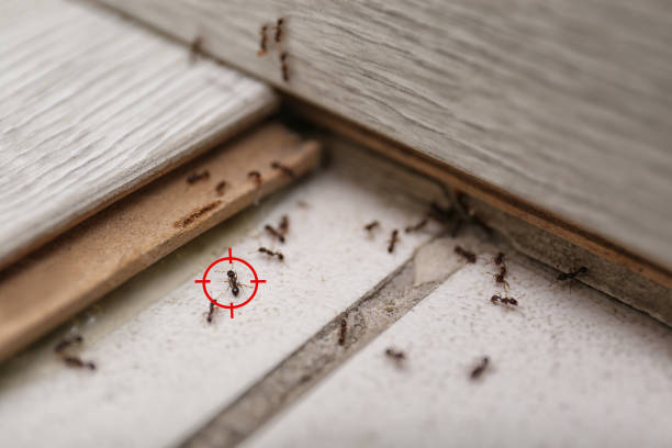 Wildlife Control Services in Greenlawn, NY