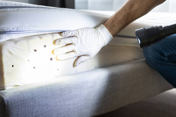 Trusted Greenlawn, NY Pest Control Experts